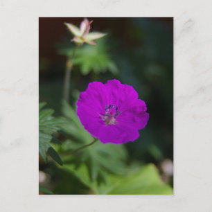 Purple Flower Postcard