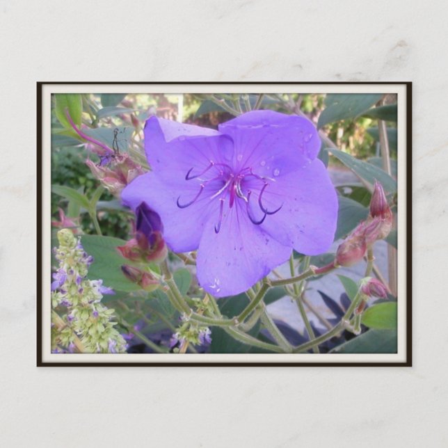 Purple Flower Postcard (Front)