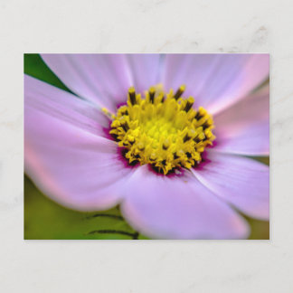 Purple flower postcard
