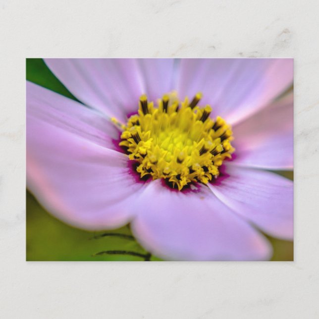 Purple flower postcard (Front)