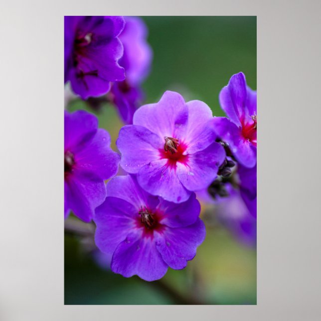 Purple flower poster (Front)