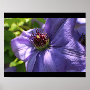 Purple Flower Poster