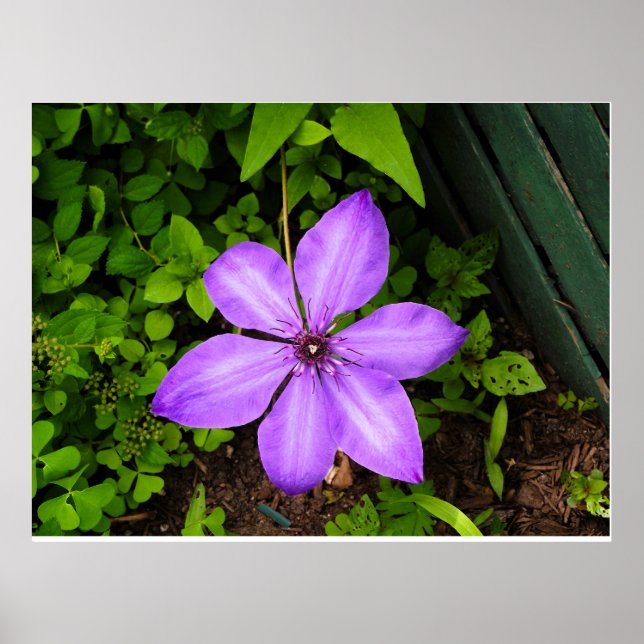 Purple flower poster (Front)
