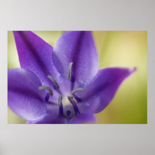 Purple Flower Poster