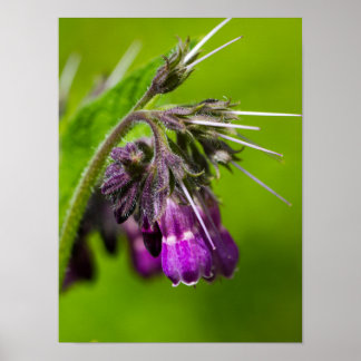 Purple Flower Poster Paper (Matte)