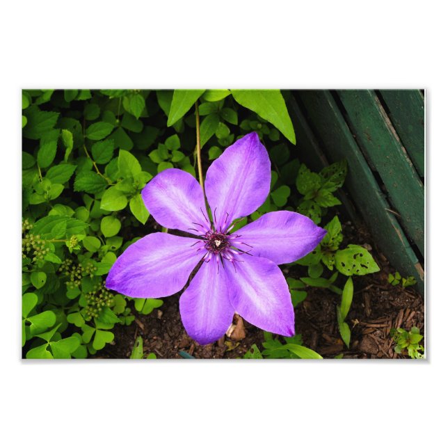 Purple flower print (Front)