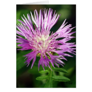 Purple Flower, S Cyr