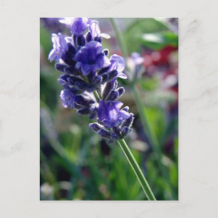 Purple Flower Spike Postcard