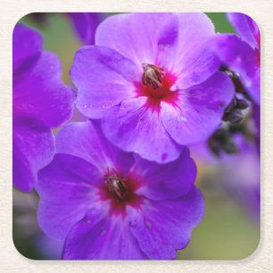 Purple flower square paper coaster