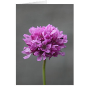 purple flower with ant