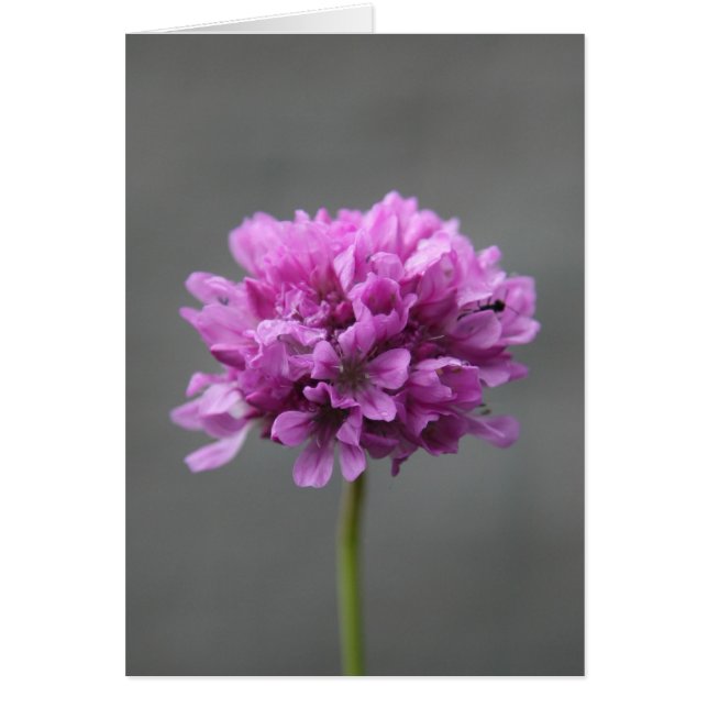 purple flower with ant (Front)