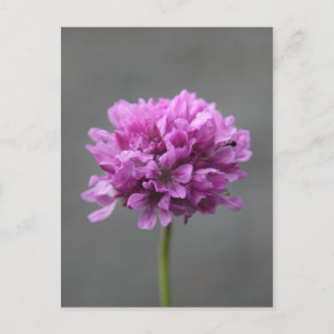 purple flower with ant postcard