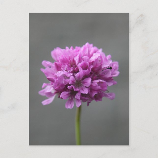 purple flower with ant postcard (Front)