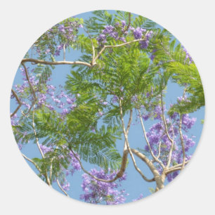 purple flowered jacaranda tree against blue sky classic round sticker