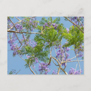 purple flowered jacaranda tree against blue sky postcard
