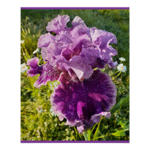 Purple Flowers Floral Iris Irises Mothers Day Card Poster