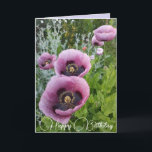 Purple Flowers Floral Poppy Photo Birthday Card<br><div class="desc">Purple Poppy Flowers Floral photo Birthday Card,  with fully Customizable Girls name. Photo from the violas growing in a pot here in my garden in spring. Send a card that delights in the colour,  form and beauty of nature. A little smile in a card!</div>