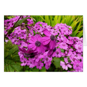 Purple Flowers from San Francisco