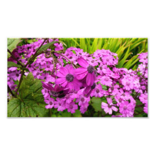 Purple Flowers from San Francisco Photo Print