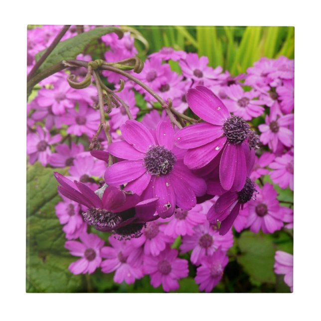 Purple Flowers from San Francisco Tile (Front)