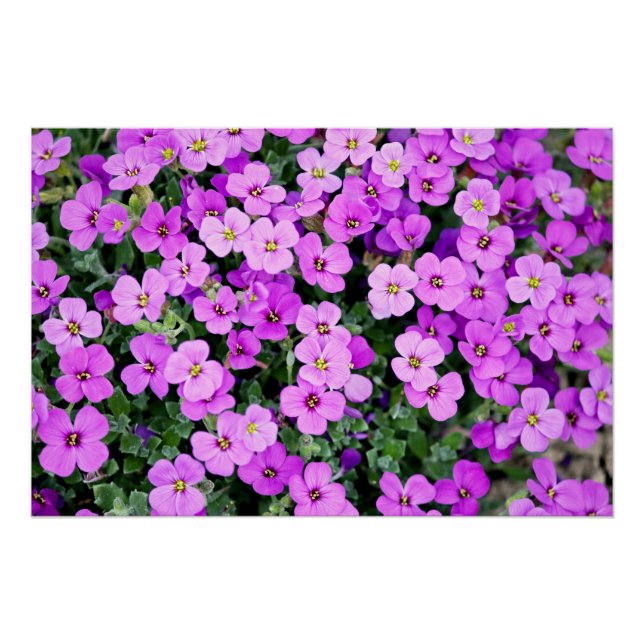 Purple Flowers Garden  Poster (Front)