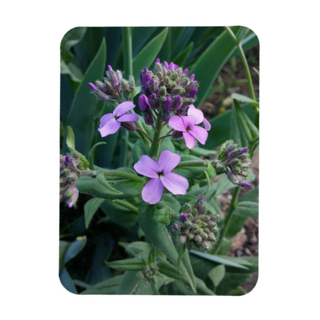 Purple Flowers Magnet (Vertical)