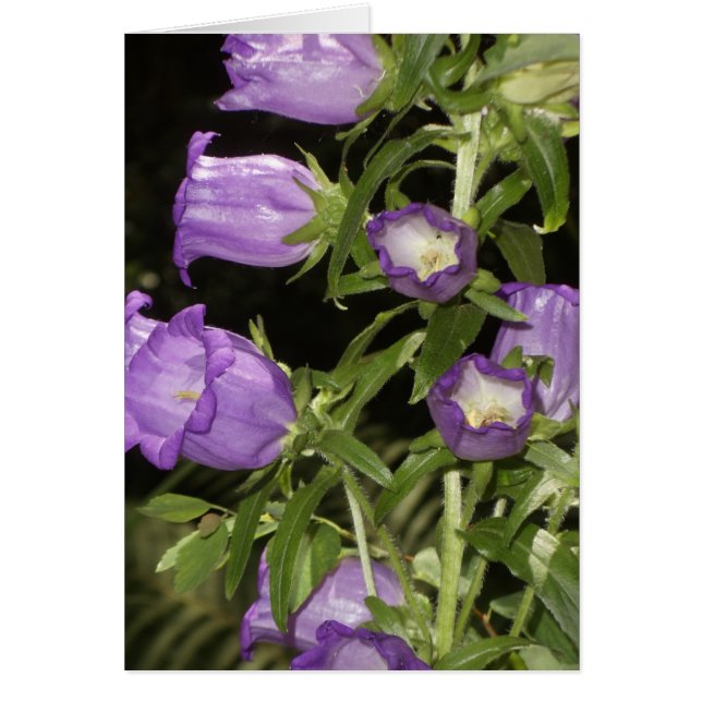 Purple flowers of Giverny (Front)