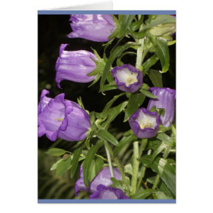 Purple flowers of Giverny