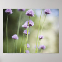 Purple flowers of the common garden herb growing