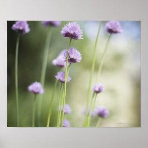 Purple flowers of the common garden herb growing poster