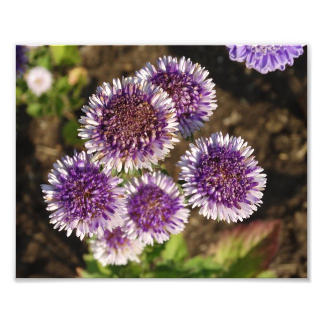 Purple Flowers Photo Kodak  Photo Paper (Front)