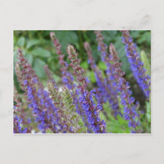 Purple flowers postcard