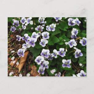 Purple flowers postcard