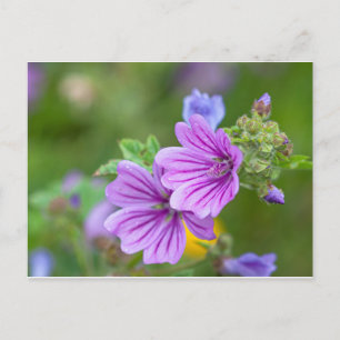 Purple Flowers Postcard