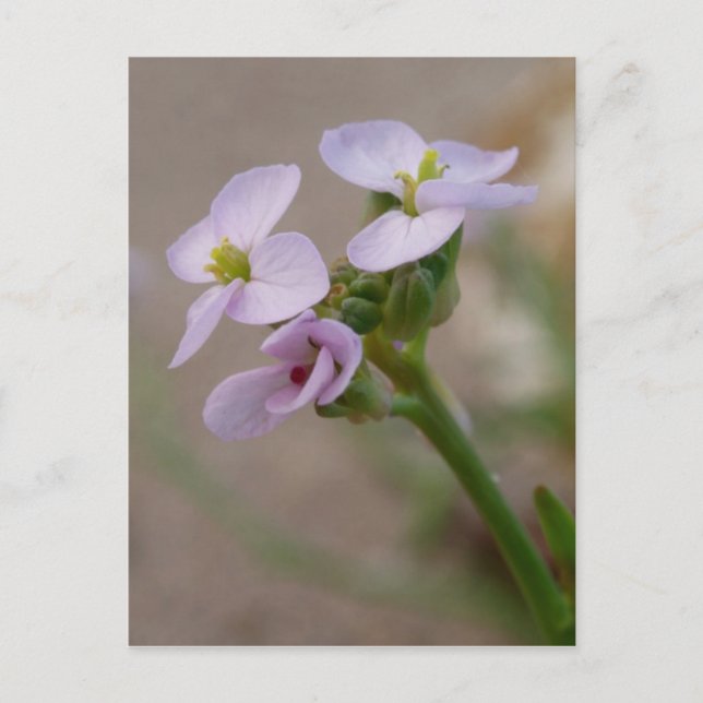 Purple Flowers Postcard (Front)