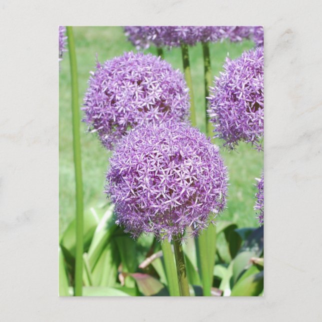 Purple Flowers Postcard (Front)