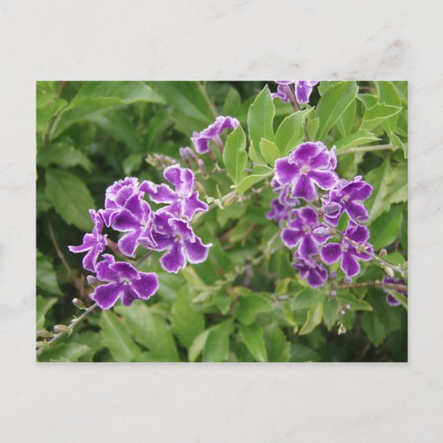 Purple flowers postcard (Front)