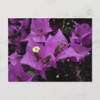 Purple flowers | Postcard