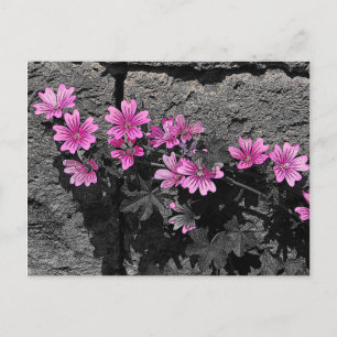 Purple flowers postcard