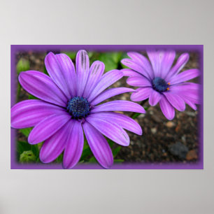 Purple Flowers Print Blue Daisies Art Poster