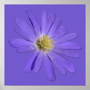 Purple Flowers Print Blue Daisies Art Poster