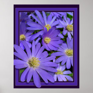 Purple Flowers Print Blue Daisies Art Poster