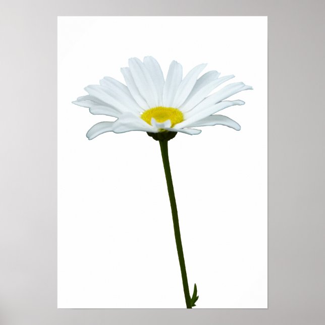 Purple Flowers Print Classic Daisies Poster Print (Front)