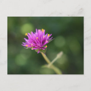 Purple Flowers Summer Nature Photography Floral Postcard