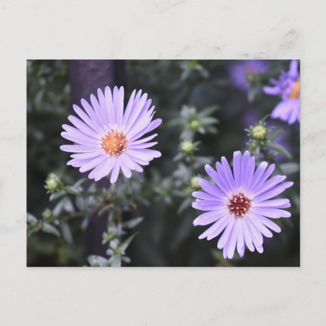 Purple Flowers Summer Nature Photography Floral Postcard (Front)