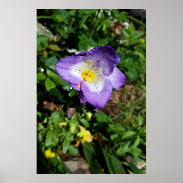 Purple Freesia Flowers Poster (Front)