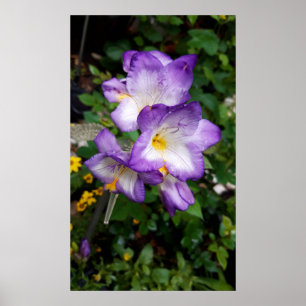 Purple Freesia Flowers Poster