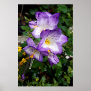 Purple Freesia Flowers Poster
