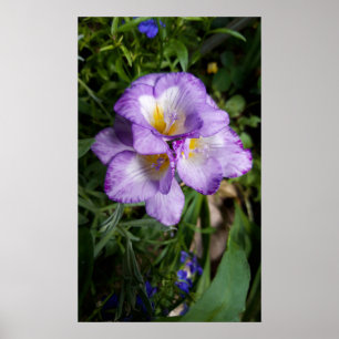 Purple Freesia Flowers Poster