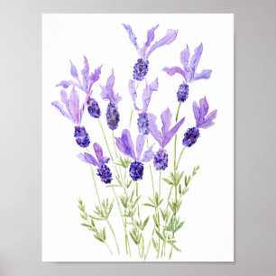 purple French lavender watercolor Poster